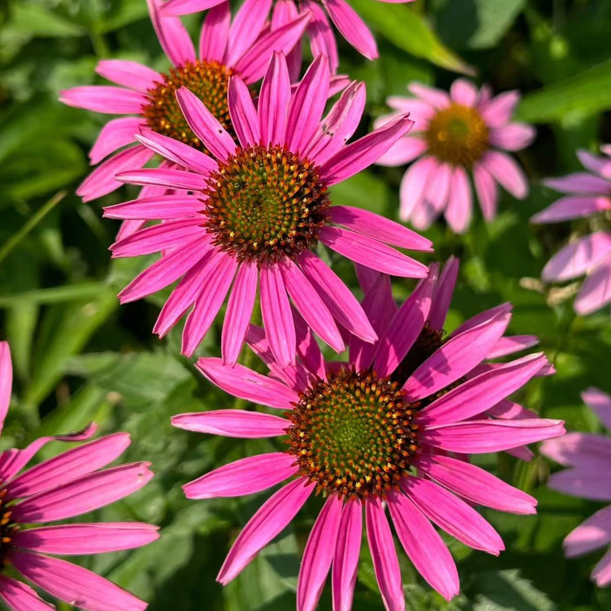 NYGardenia pollinator-friendly flowers inviting bees and butterflies to your garden