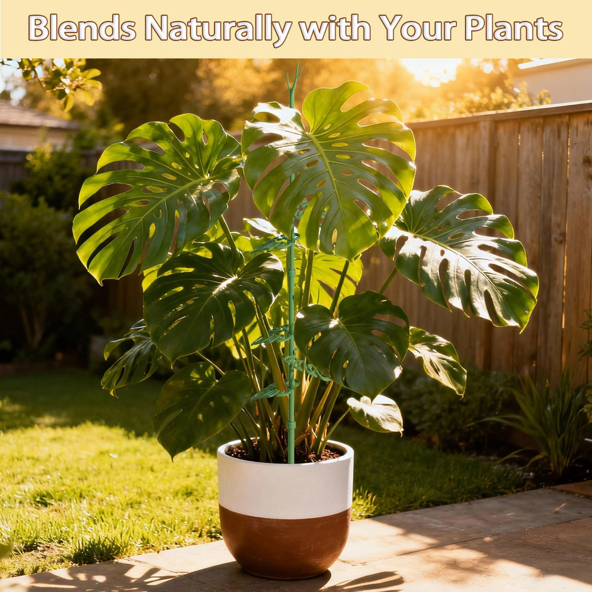Nyobely indoor-outdoor plant stake solution suitable for climbers and creeping plants.