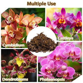 Nyobely Orchid Potting Mix root zone environment closeup suggests stable growth.
