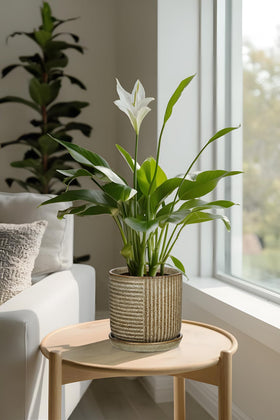 Oairse pair display indoors and outdoors ready for versatile spaces.