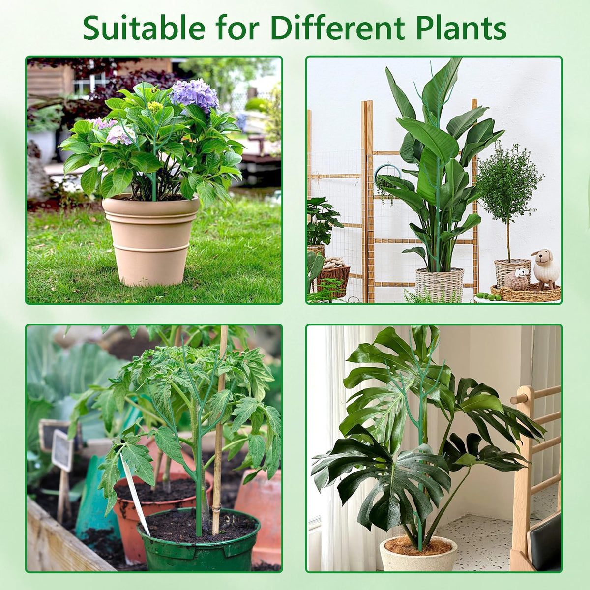 Obralitic indoor potted plant trellis helps Monstera and pothos climb neatly.