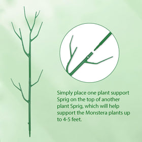 Obralitic multi-stake for Monstera delivers strong, discreet support for tall vines.