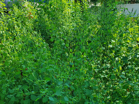 ODERALY papalo dish garnish for tacos and salsas, cilantro-like zest.