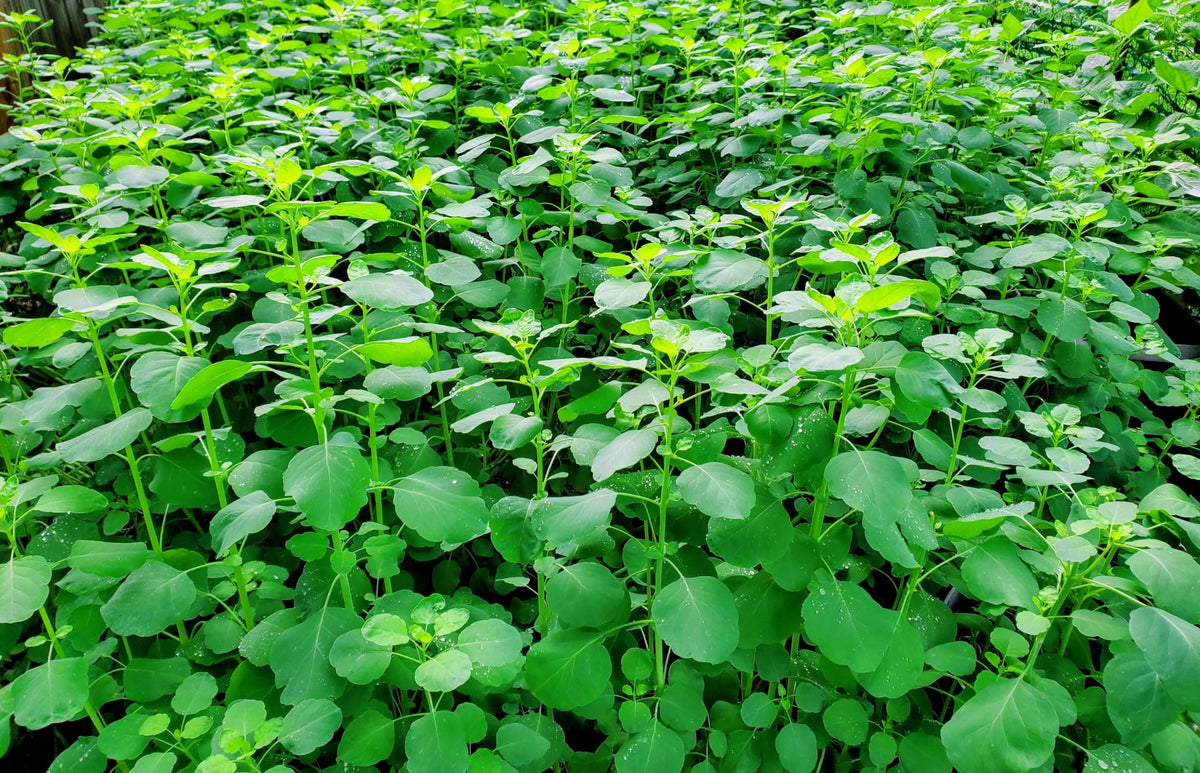 ODERALY papalo planted in pot, compact indoor herb for year-round flavor.