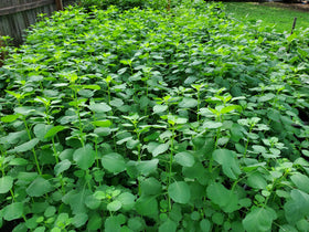 ODERALY papalo seeds closeup ready to plant for flavorful salsas.