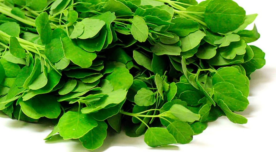 ODERALY papalo seeds pack for fresh garnishes in Mexican dishes.