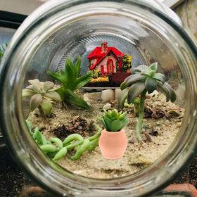 OFFSCH succulent in pot demonstrates easy indoor gardening.