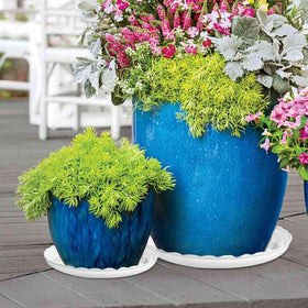 OFiSEXPT mess-free gardening saucer catches drips and protects floors
