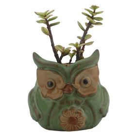Ogrmar owl window box set with small succulents