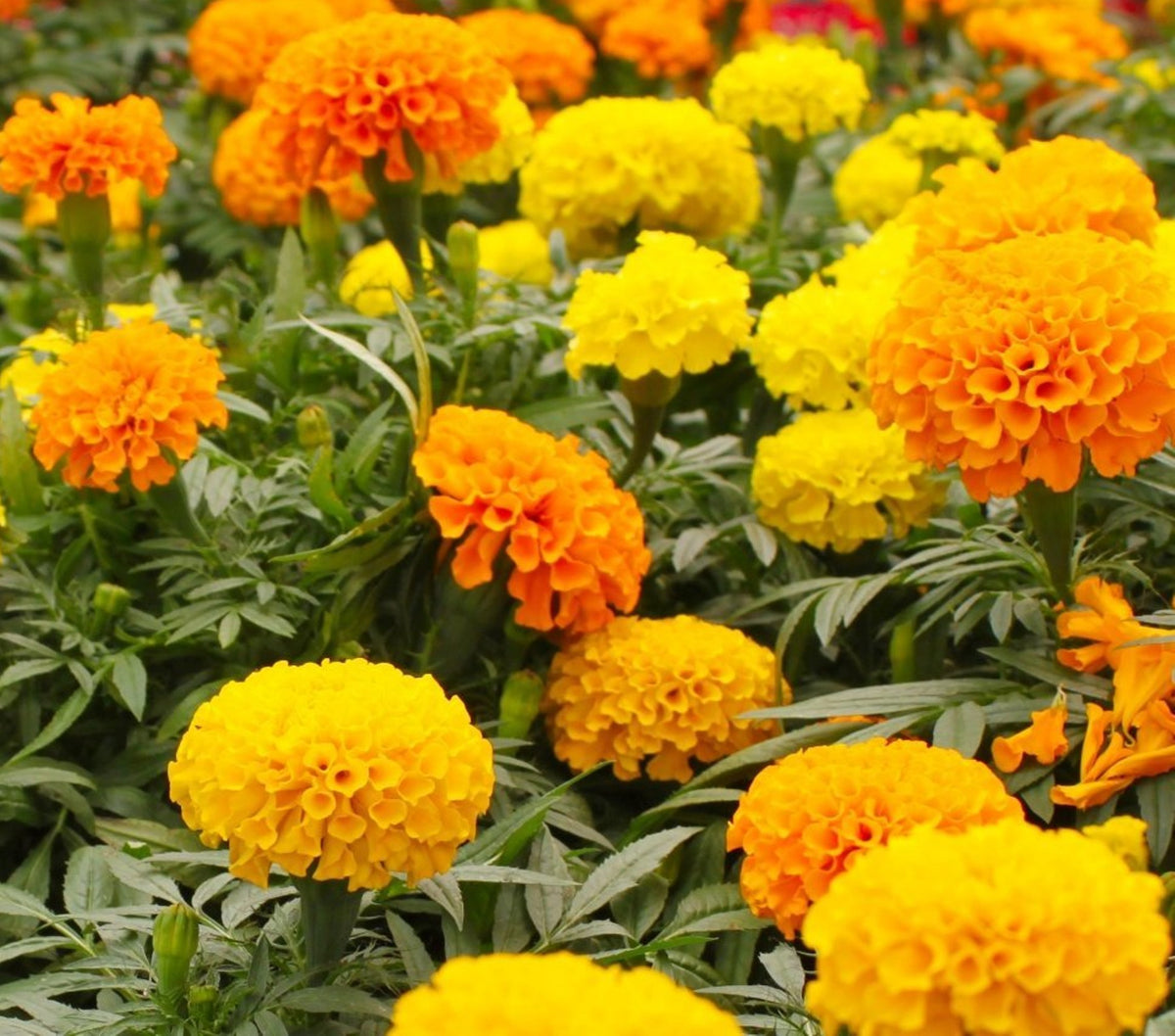 Ohio Heirloom Crackerjack Marigold seeds packet ready for a vibrant garden display