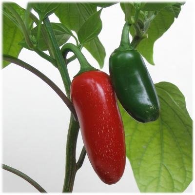 Ohio Heirloom Jalapeno seeds show a compact plant with hot peppers for fresh eating.