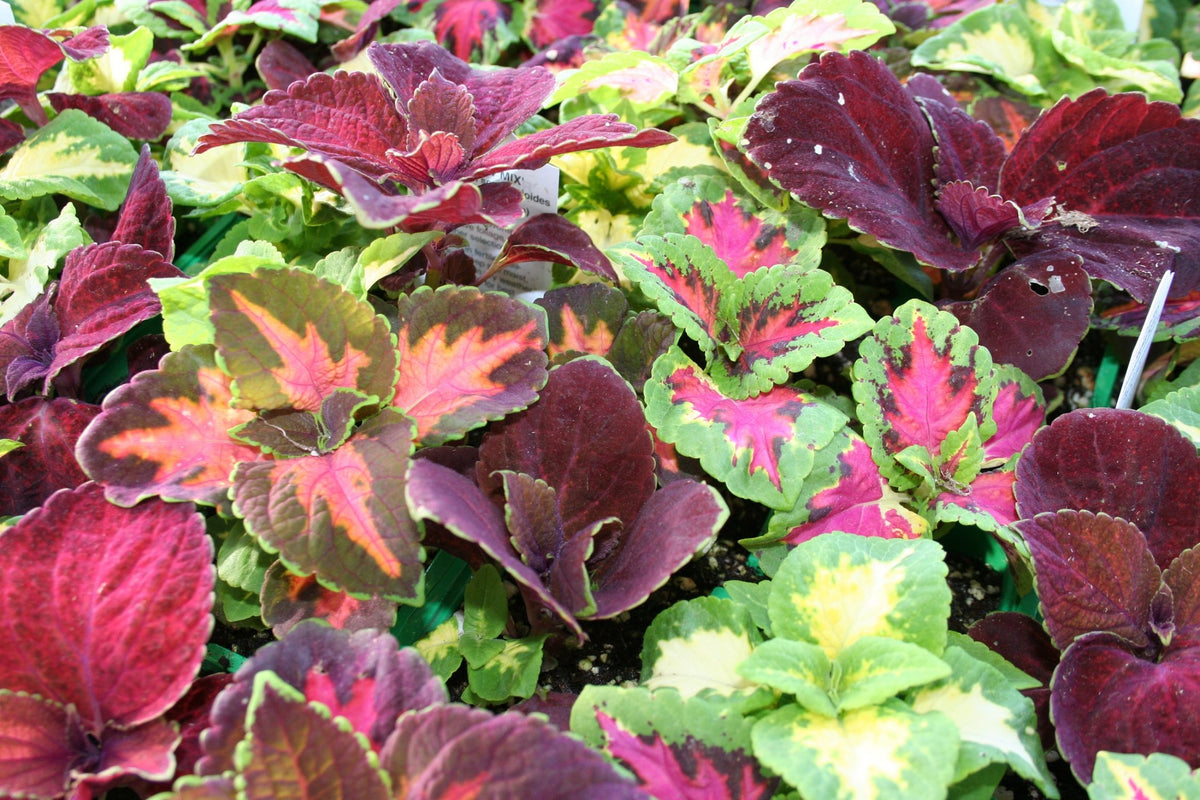 Ohio Heirloom Rainbow Coleus seeds pack for vibrant container color in pots.