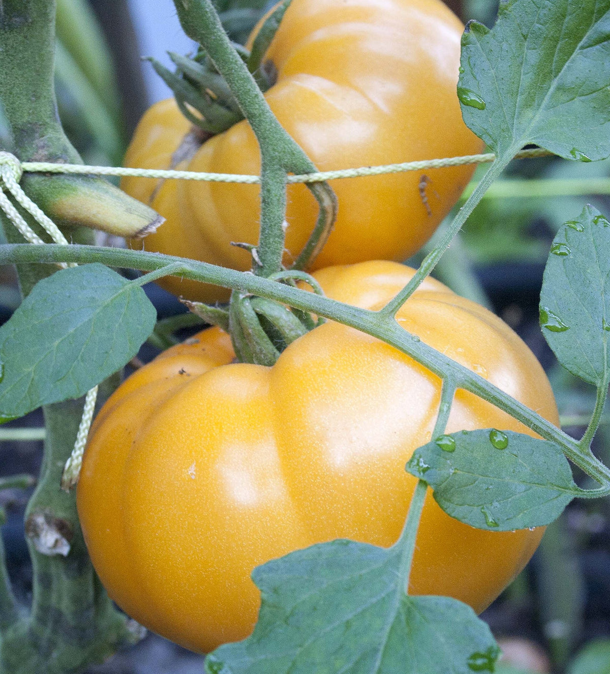 Ohio Heirloom Seeds 75-plus Yellow Brandywine tomato seeds for heirloom gardening with vibrant fruit