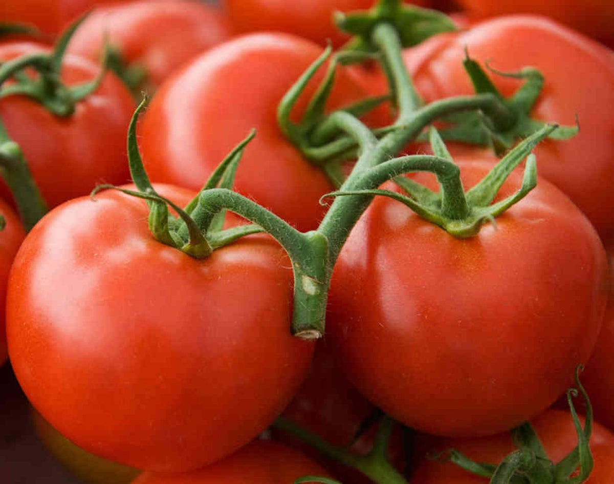 Ohio Heirloom Seeds Arkansas Traveler tomato fruit, ideal for fresh slicing in home gardens.