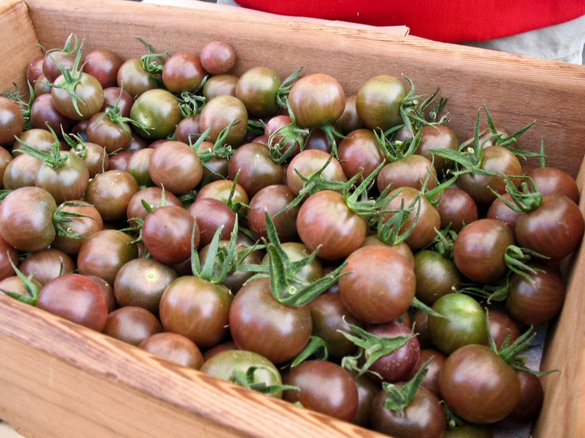 Ohio Heirloom Seeds chocolate cherry tomato fruit, 1-inch dark red berries, ideal for salads.