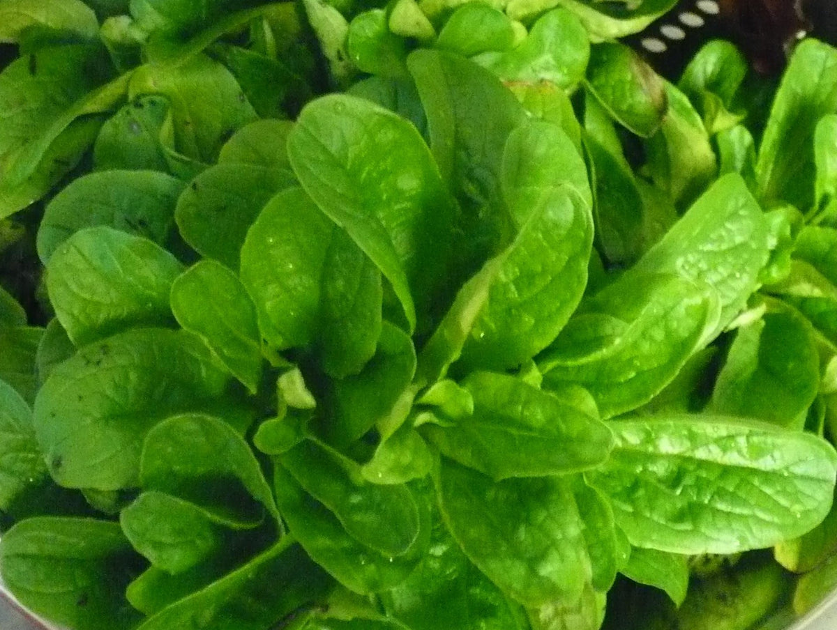 Ohio Heirloom Seeds corn salad leaves close-up for crisp, minty-sweet greens ready to harvest.