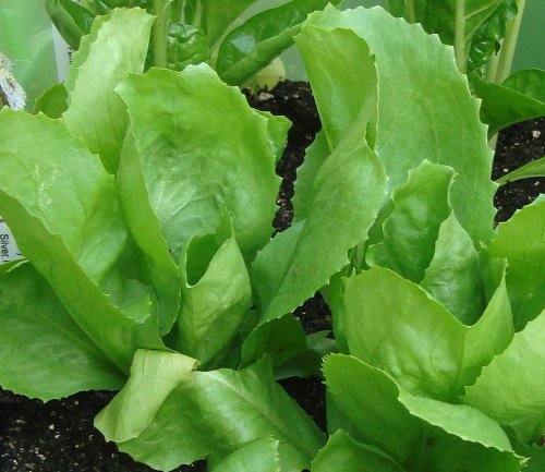 Ohio Heirloom Seeds Escarole Batavian Full Heart seeds for crisp, pale-green leaves ideal in salads.