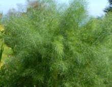 Ohio Heirloom Seeds fennel seed pack for fresh salads and fish dishes.