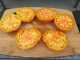 Ohio Heirloom Seeds Hillbilly Heirloom tomato plant photo showing robust vines for abundant yields.