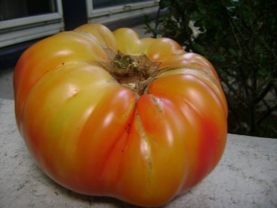 Ohio Heirloom Seeds Mr Stripey tomato seeds with striped fruit, ideal for fresh slicing.