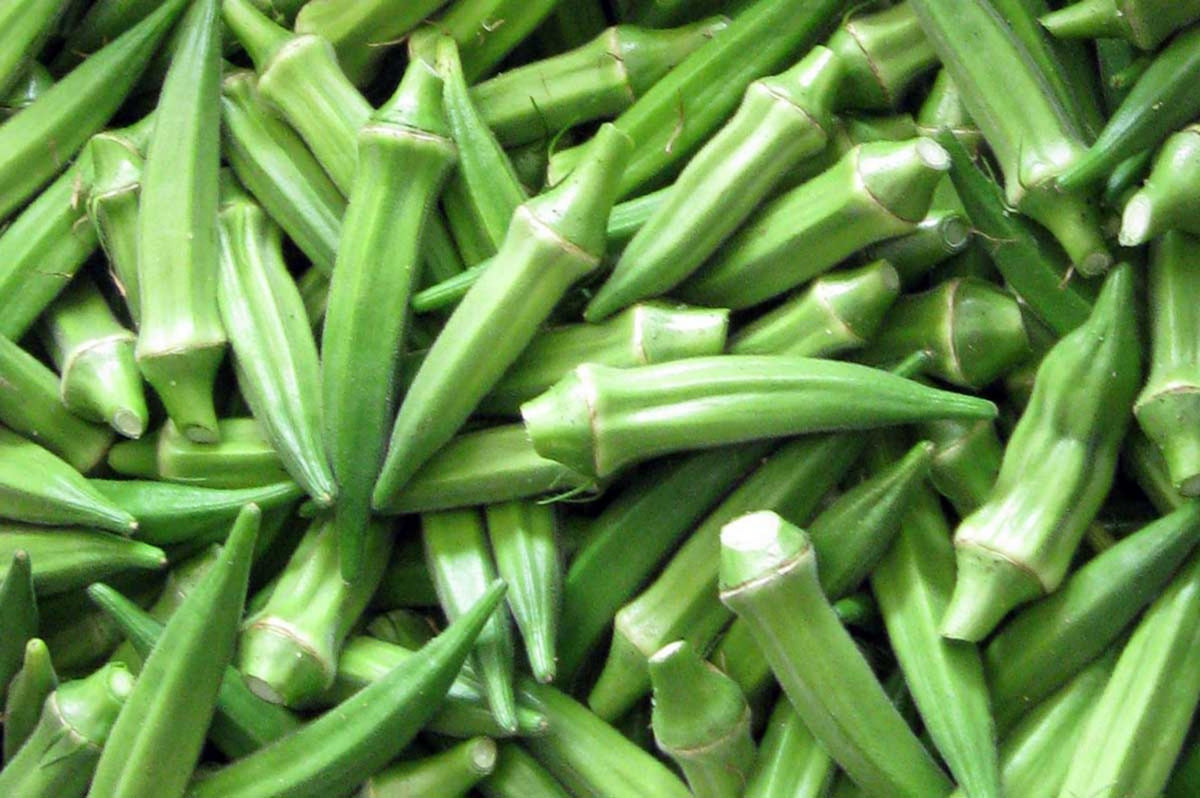 Ohio Heirloom Seeds Clemson Spineless okra seeds ready to plant for a bountiful harvest.