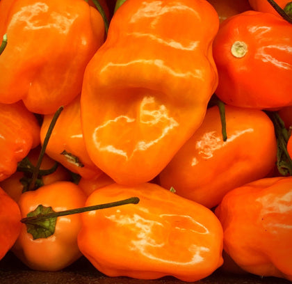 Ohio Heirloom Seeds Orange Scotch Bonnet peppers ideal for spicy home cooking
