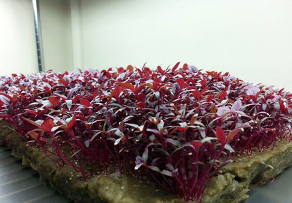 Ohio Heirloom Seeds Red Amaranth microgreen seed for a vibrant, quick-growing garnish with nutrients