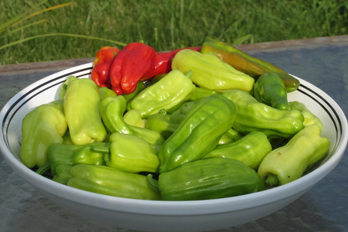 Ohio Heirloom Seeds Stavros Pepperoncini peppers ready to pickle and flavor subs