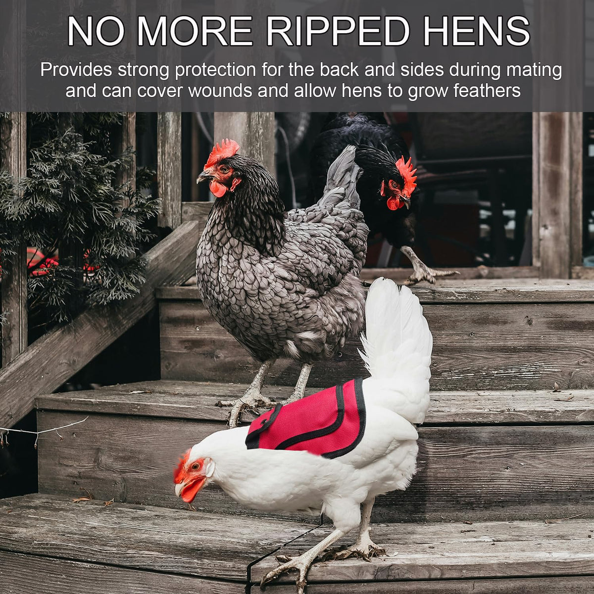 OIUXIMT saddle color options blue red purple on a hen