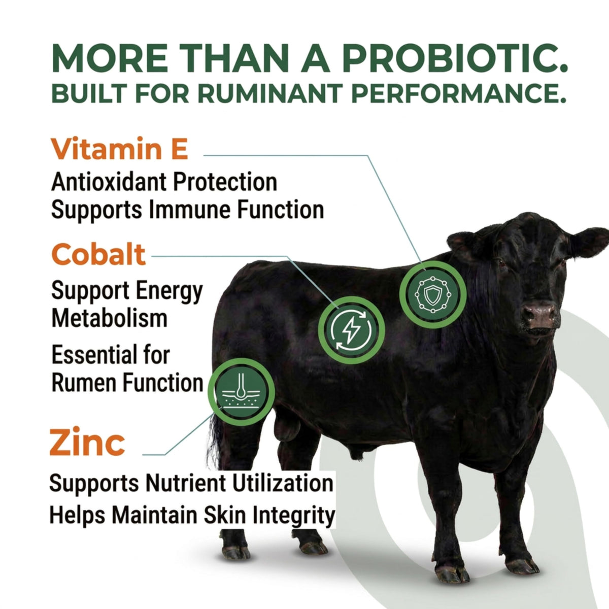 OL NELLY Ruminant Probiotic Paste fiber-digestion emphasis aids nutrient utilization