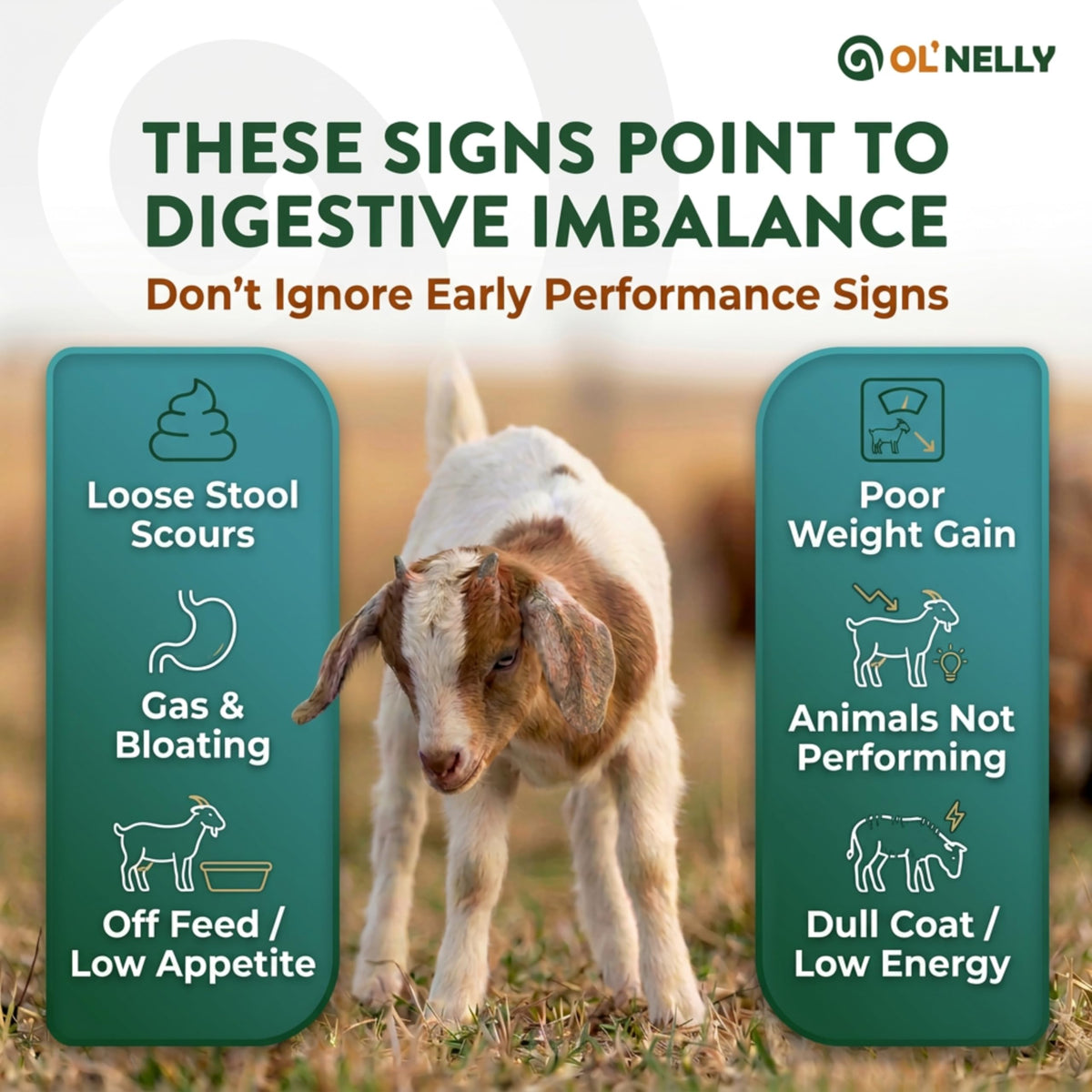 OL NELLY Ruminant Probiotic Paste syringe dispensing shows simple oral administration