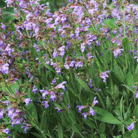 The Old Farmer's Almanac sage leaves bundle image suggests fragrant, ready-to-dry bundles.