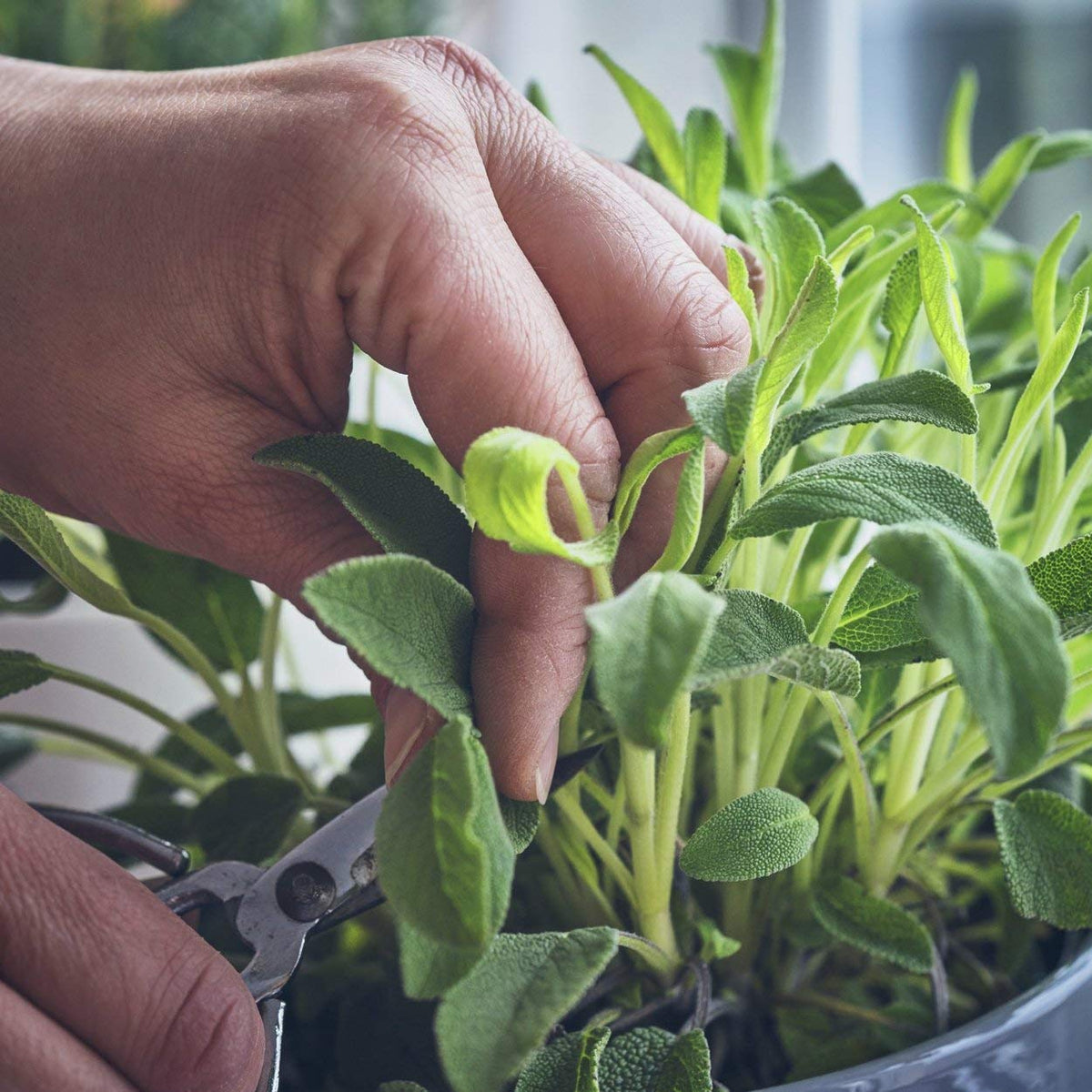 The Old Farmer's Almanac sage plants transplant image shows 3-4 inch seedlings ready for sun.