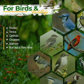 Old Potters safflower seed packaging highlights freshness and pest protection.