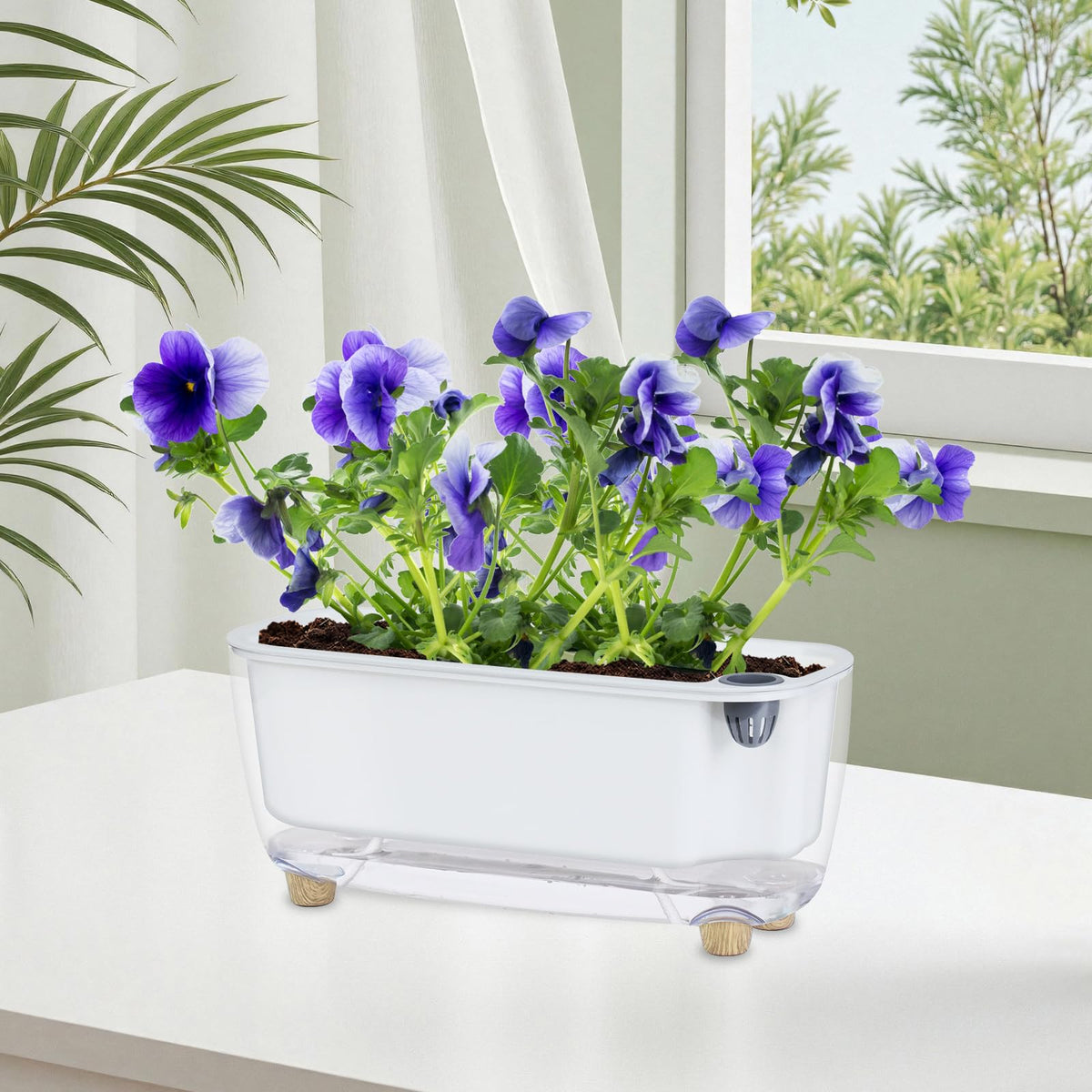 Oliz African violets display in a clear, stylish planter.