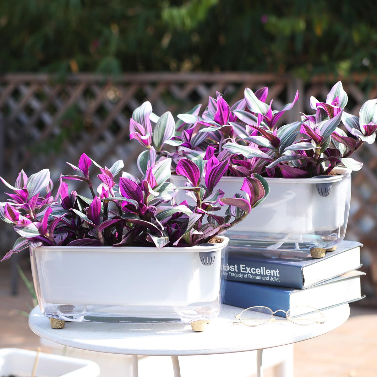 Oliz complete planting kit includes pot and pellets for quick start.