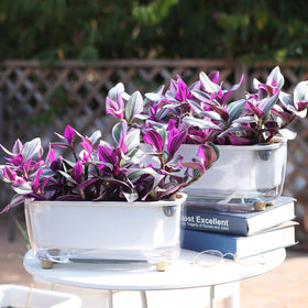 Oliz complete planting kit includes pot and pellets for quick start.