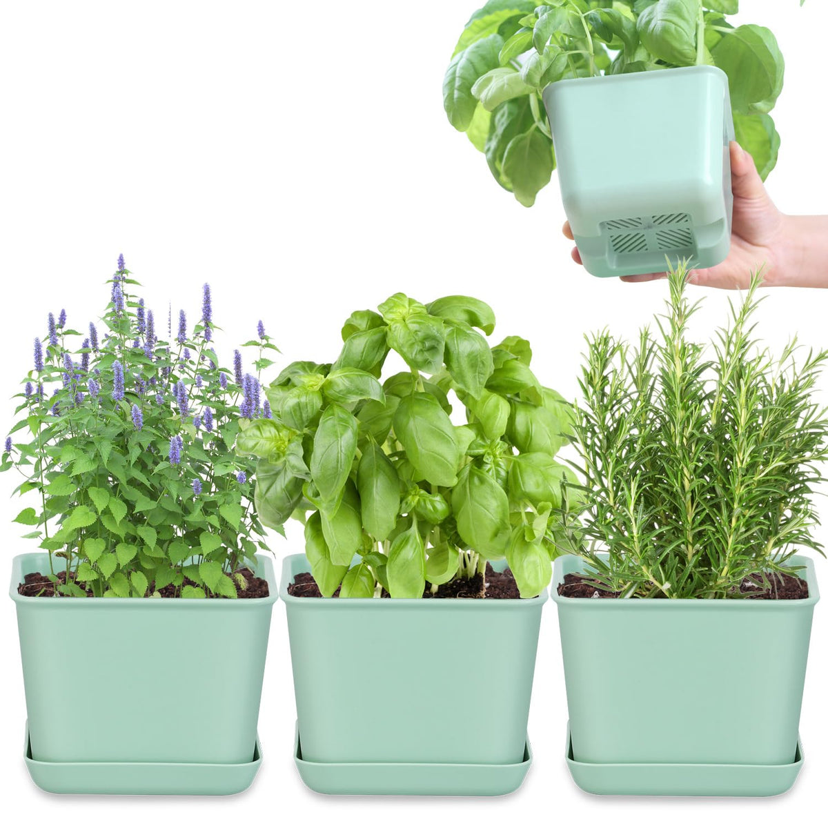 Oliz herb garden planter 4-pack on a window sill for easy herb growing