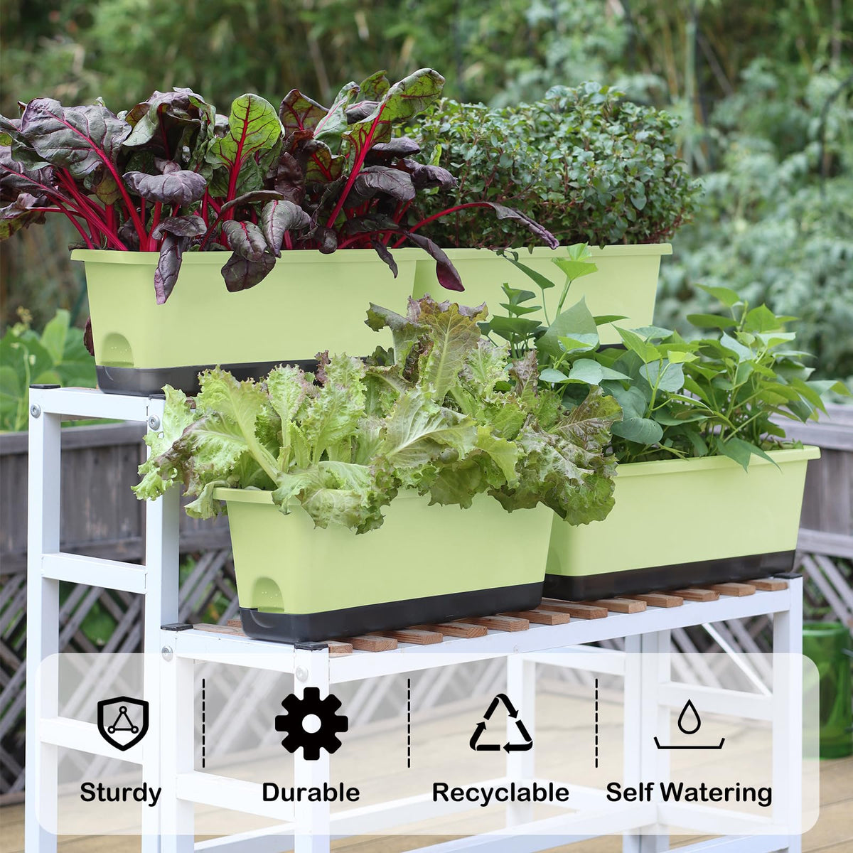 Oliz self-watering design with 1 L reservoir keeps soil evenly moist for plants.