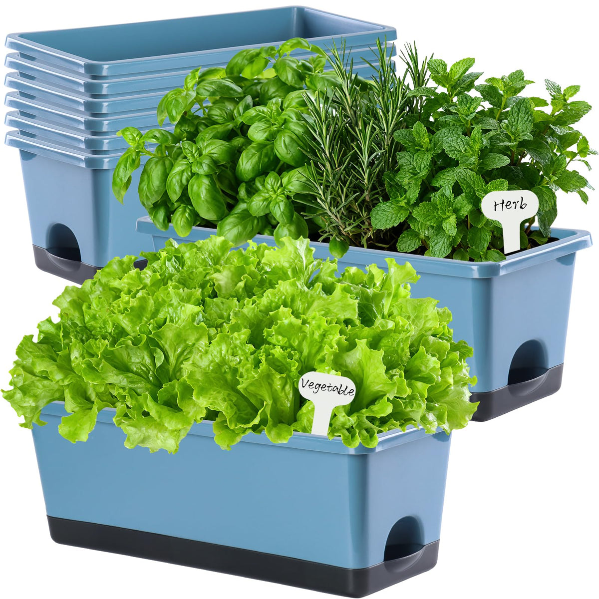 Oliz self-watering reservoir 1L blue keeps plants nourished during travel.