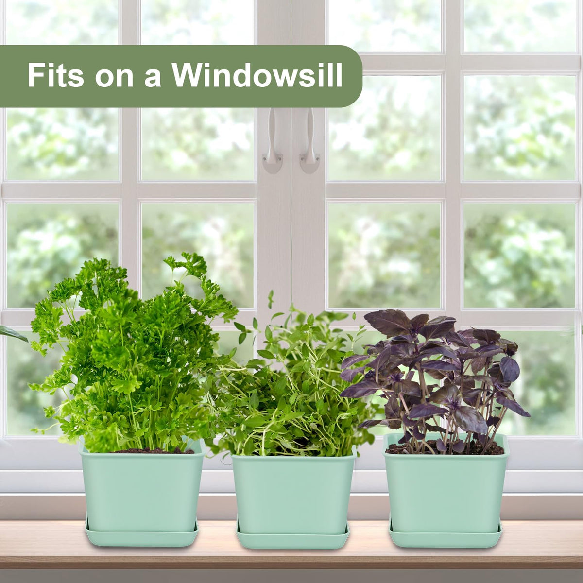 Oliz windowsill display brightening kitchen or living area