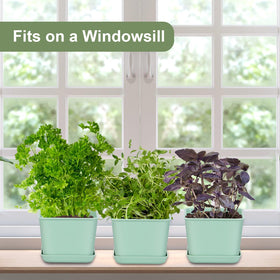 Oliz windowsill display brightening kitchen or living area