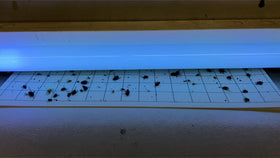 Olson Products Inc 5x17 glue board showing 1-inch counting grid