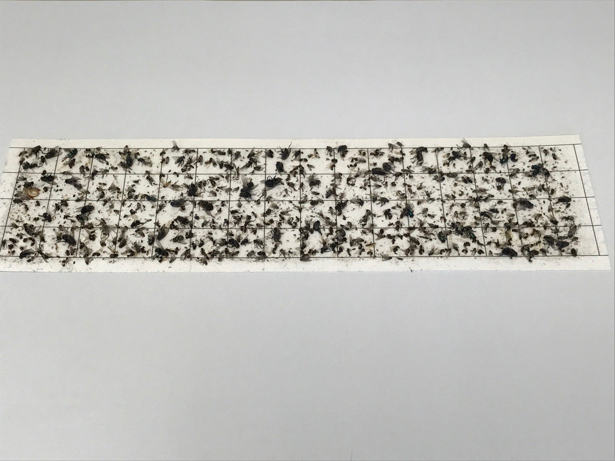 Olson Products Inc 5x17 glue board compatible with Catchmaster and Gilbert traps