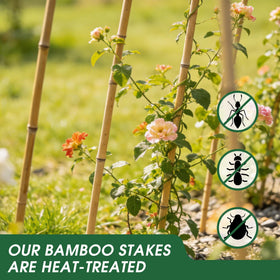Oltara handcrafted fumigated bamboo stakes for stability
