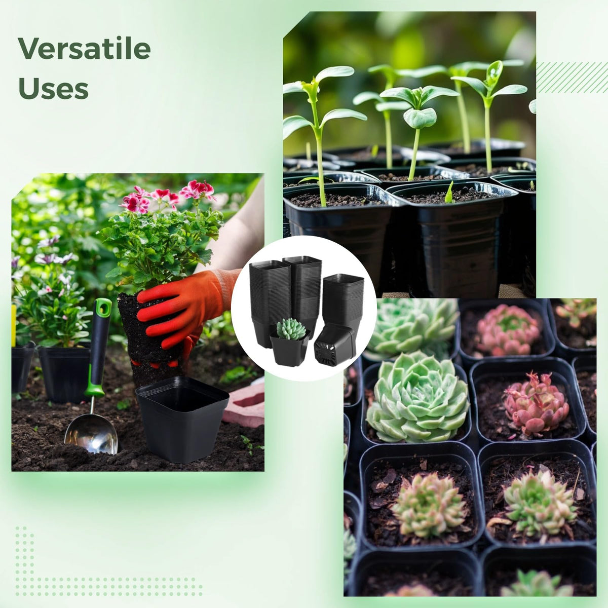 OMISTAR transplant-friendly pots simplify moving rooted cuttings to larger containers