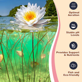 Omitgoter Aquatic Soil lotus-root setup showcases easy planting in ponds.