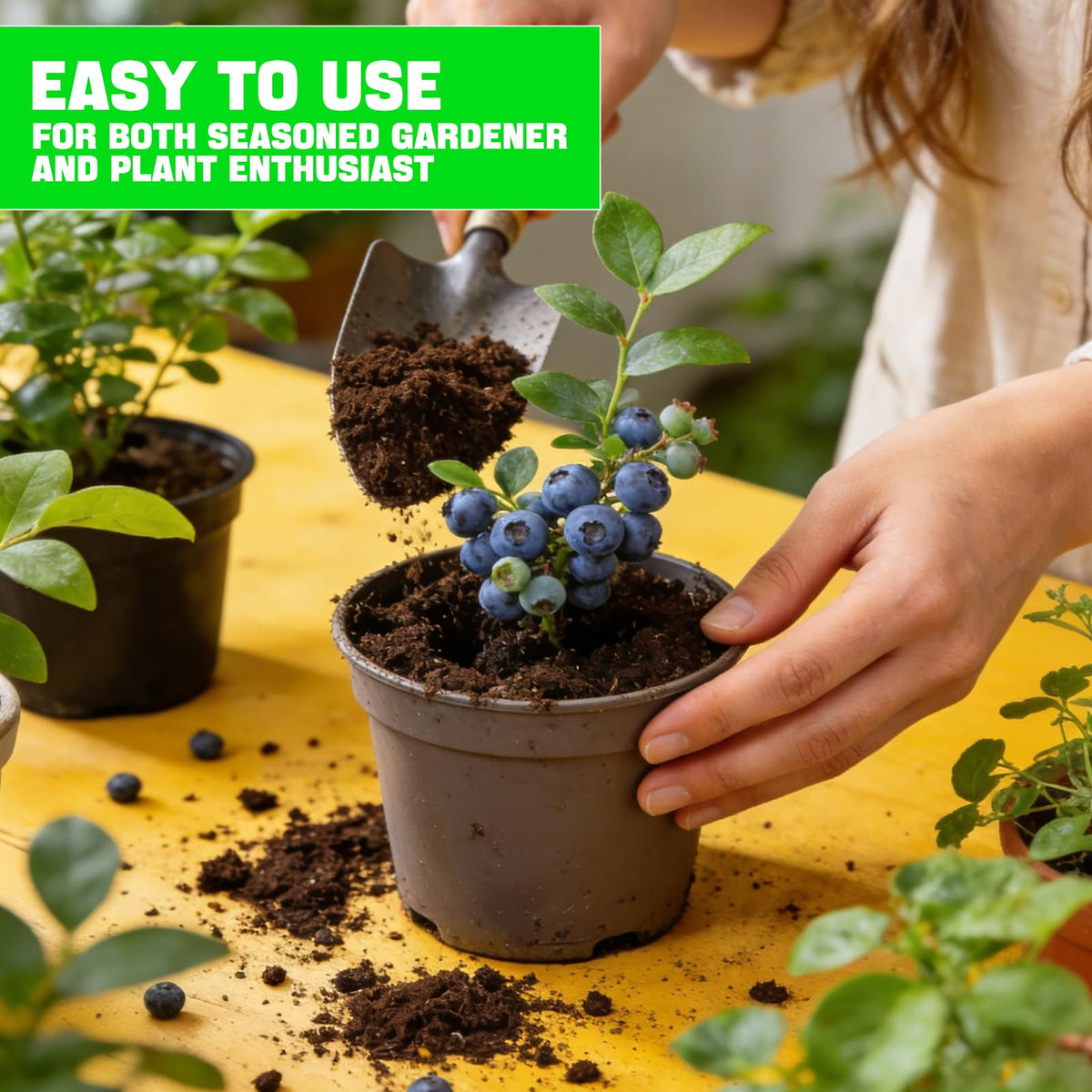 Omitgoter Blueberry Soil with seedlings in a planter ready-to-use for beginners.
