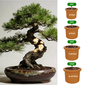 Omitgoter bonsai soil in use with a pine tree showing healthy growth.