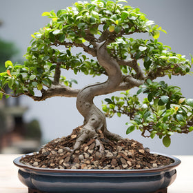 Omitgoter pH-balanced Bonsai Soil Mix supports robust growth and foliage.